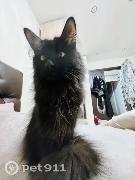 Пропала кошка, Саянск, ул. 12 - photo