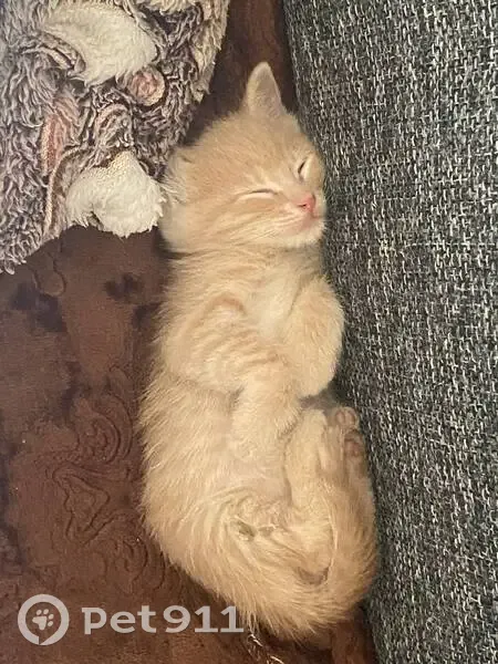 Пропал котенок, Красногвардейская 41, Тейково - photo