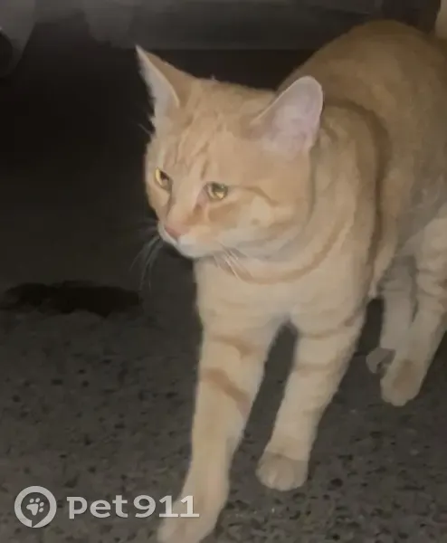 Рыжий кот найден: ул. Ивана Черных, 66, Томск - photo