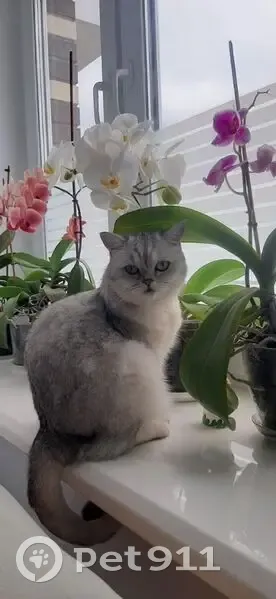 Пропала кошка на Кооперативной, Чувашия - photo