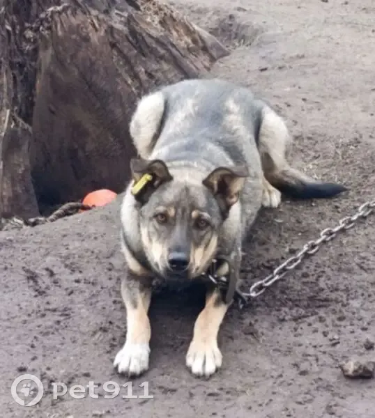 Пропала собака, Краснофлотский пер. 1 - photo