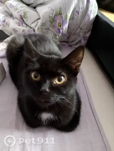 Пропала кошка, ул. Савушкина, 145 - photo