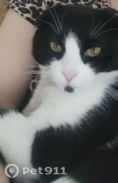 Пропала кошка, Первомайская 39, Амвросиевка - photo