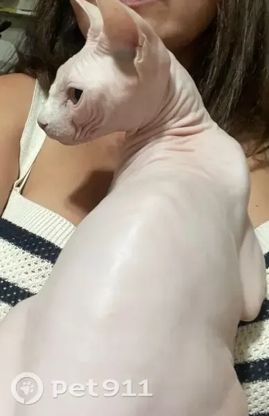 Пропала кошка, Харабалинская 106, Волгоград - photo