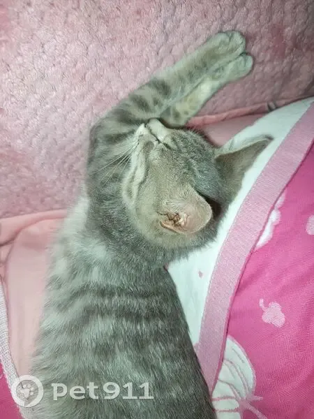 Пропала кошка, Молодёжная ул., Сотниково - photo