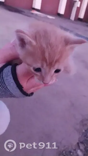 Котёнок найден, Центральная ул., Дубки - photo