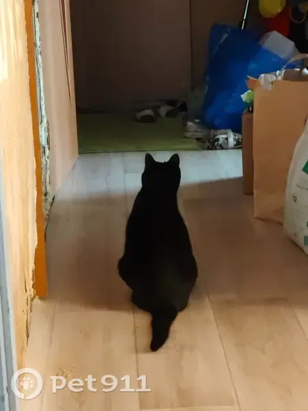 Пропала кошка, Посёлочная ул., Нижегородская обл. - photo