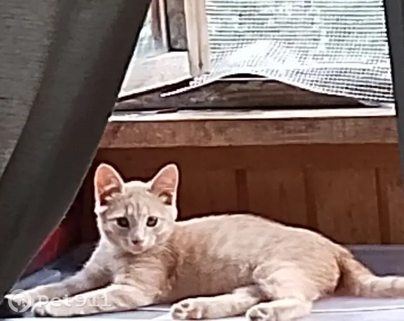 Котёнок найден, Мироновская ул., Москва - photo