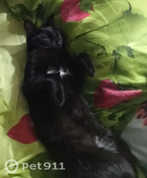 Пропала чёрная кошка, ул. Свердлова, 17 - photo