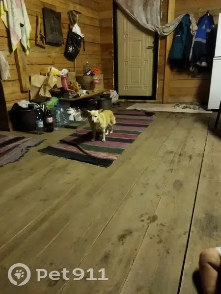 Пропала собака у пос. Поперечное, Сибирь - photo