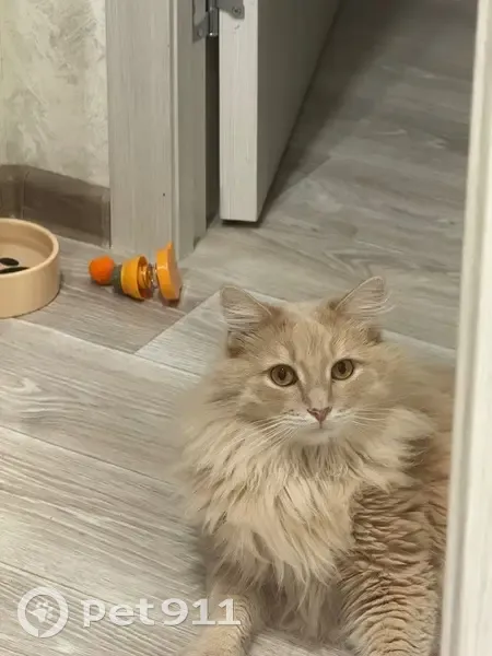 Пропала кошка, ул. Гризодубовой, 11 - photo