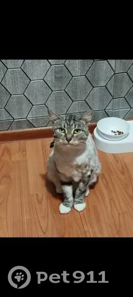 Пропала кошка, ул. Медиков 1/1 к3, Москва - photo