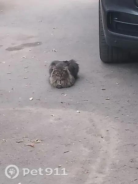 Найдена кошка, Мироновская 25, Москва - photo