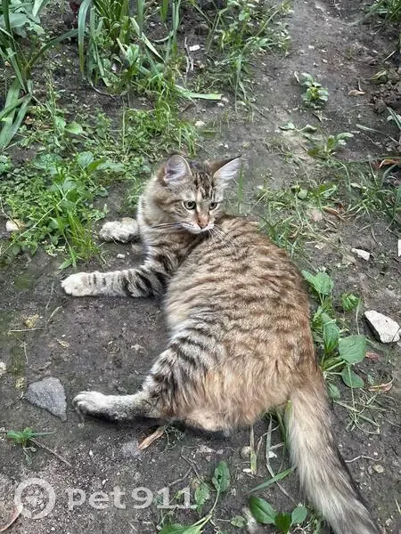 Кошка найдена: б-р Рокоссовского, 7 к3 - photo