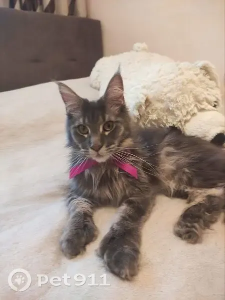 Пропала кошка на ул. Дизайнеров, 9, Томск - photo