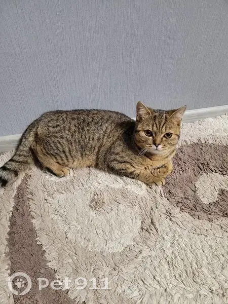 Пропала кошка, ул. Лопатина 157, Борисов - photo