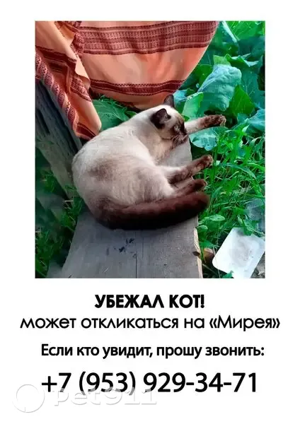 Пропала сиамская кошка, пл. Ленина, Северск - photo