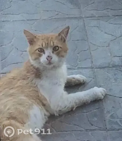 Пропала кошка, Стрелковая ул. 65, Саратов - photo