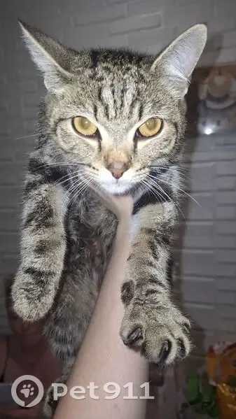 Кошка найдена у Мария Ра, Карский 35, Томск - photo