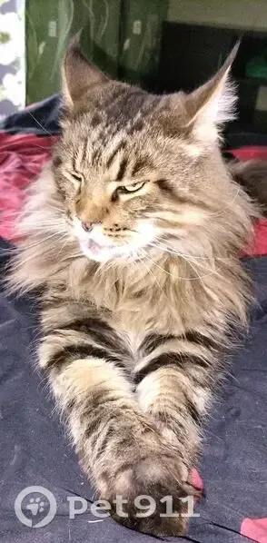 Кошка пропала, Дегтярёва 162, Ковров - photo