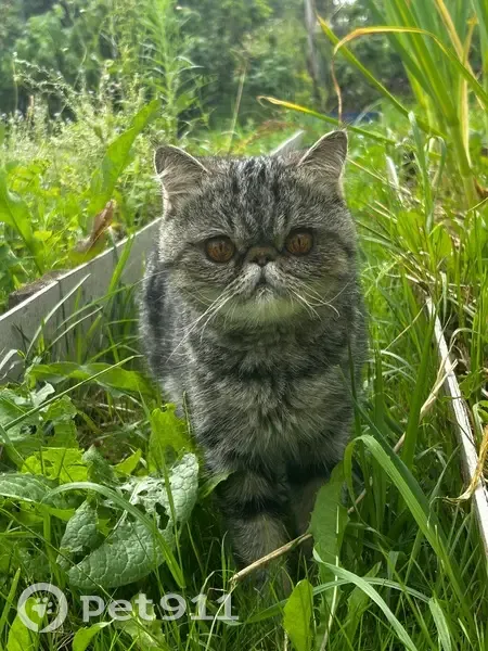 Пропала кошка, СНТ Вишенки, Александровка - photo