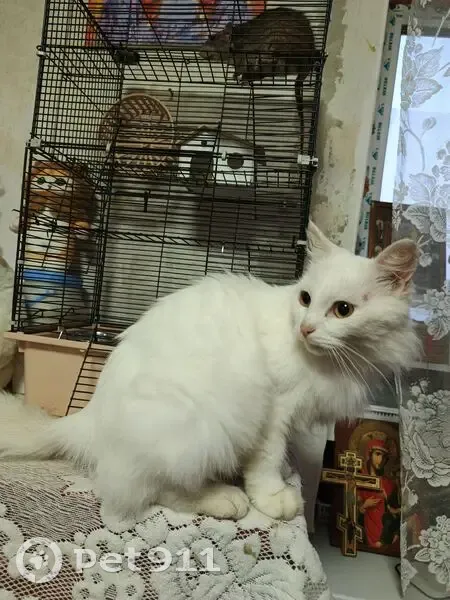 Пропала кошка, ул. Деменева, Александровск - photo