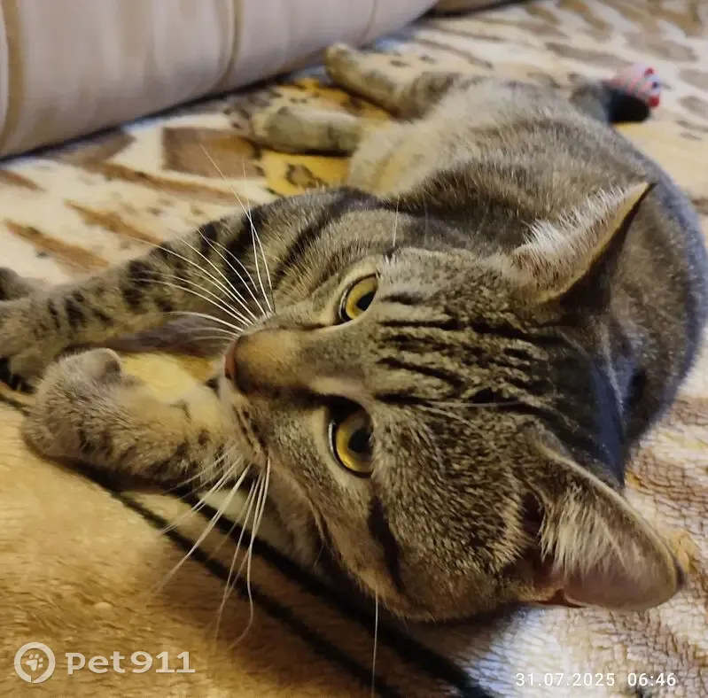 Котик найден: Парковый пер., 6А, Екатеринбург - photo