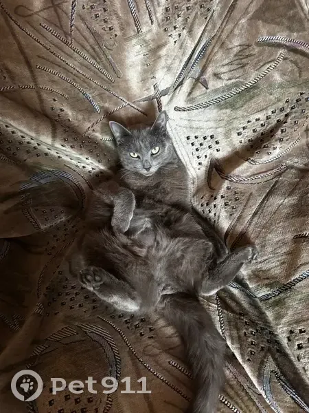 Пропала кошка, ул. Кирова 41А, Жигалово - photo