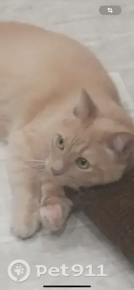 Пропала рыжая кошка, Чехова 1/1, Мегион - photo