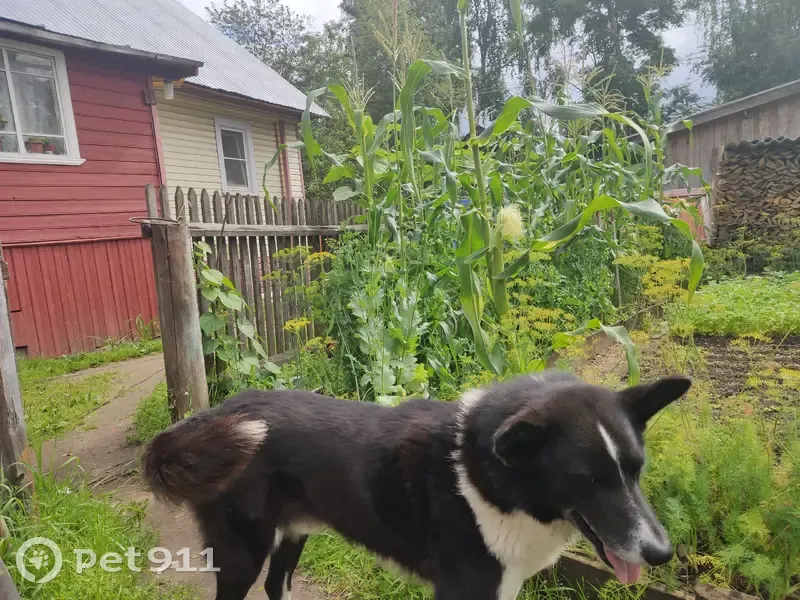 Пропала собака, ул. Ухтомского 7, Липин Бор - photo