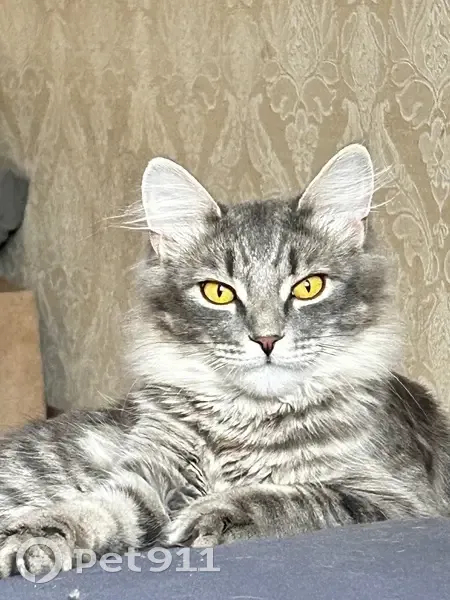 Пропала серая кошка, ул. Ленина 122 - photo