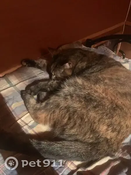 Пропала кошка, Иссадское с/п, Ленобласть - photo