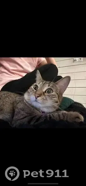 Пропала кошка на Угрешской, 25, Москва - photo