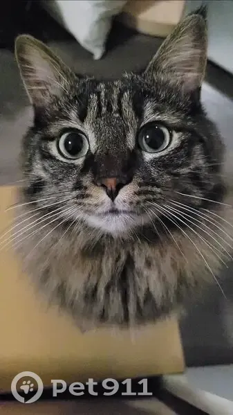 Пропала кошка у СНТ Колос, Забайкалье - photo