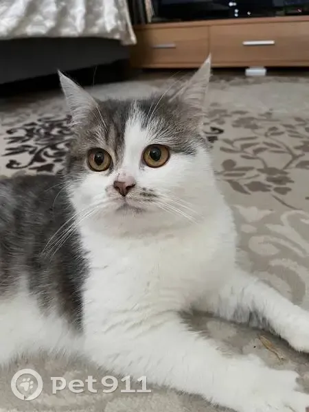 Пропала кошка на ул. Тургенева, Новозыбков - photo