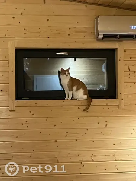 Пропала кошка, Центральная ул. 18А, Масловка - photo