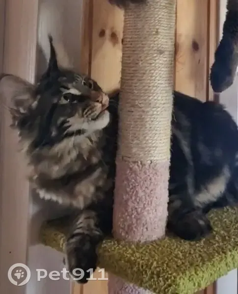 Пропала кошка, Прибрежная ул., Оленевка - photo