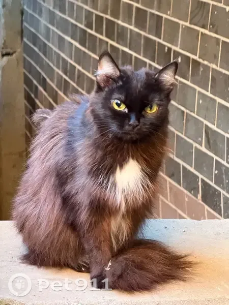 Кошка найдена: Июльская ул, 22, Екатеринбург - photo