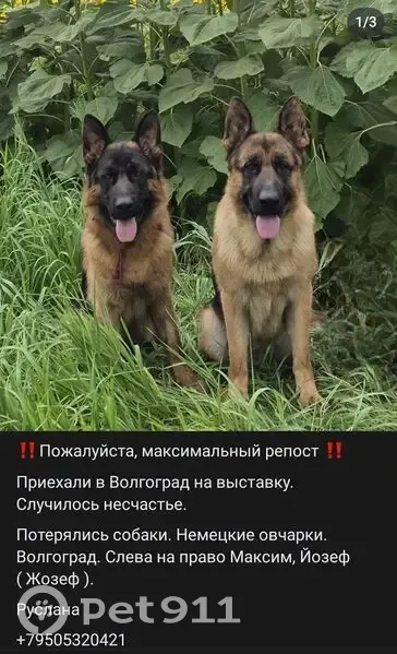 Пропала собака, ул. Танеева 2, Волгоград - photo