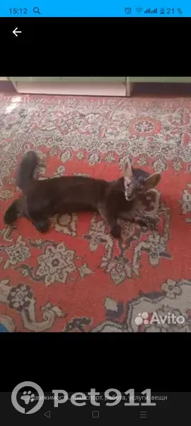 Пропал хорек, Тюменская обл. - photo