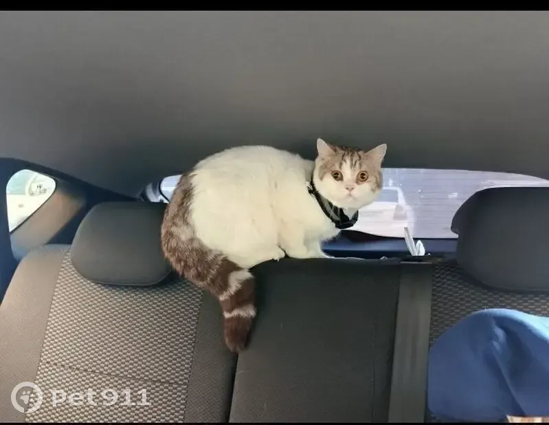 Пропала кошка, СНТ 