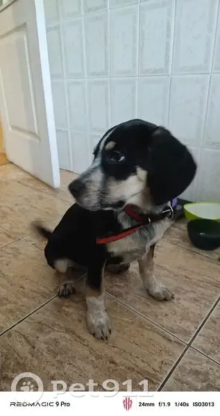 Найдена собака, Стахановская 1/5 к5, Краснодар - photo