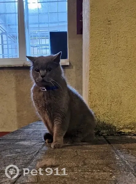 Пропала кошка, Тургенева 4, Зеленоградск - photo