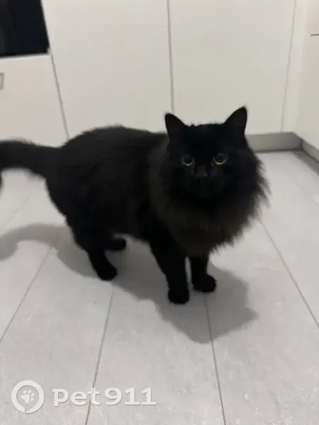 Найдена черная кошка, ул. Парина 38/5 - photo