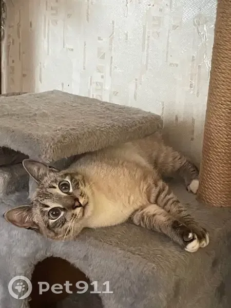 Пропала кошка Дыма, Прижелезнодорожная 9 - photo