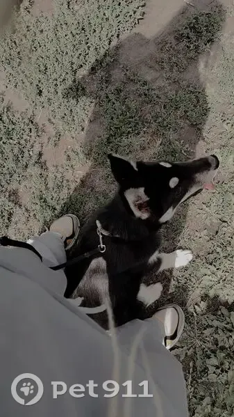 Щенок найден на ул. Менделеева, Варгаши - photo