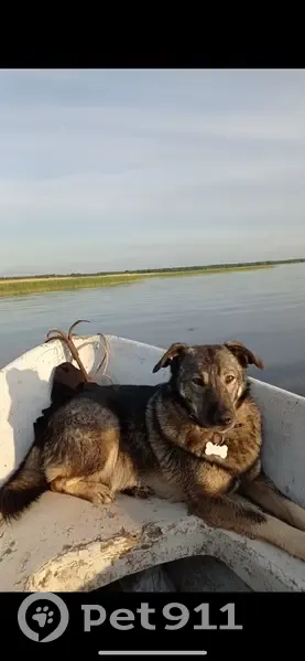 Пропала собака, ул. Набережная реки Лава, 5А - photo