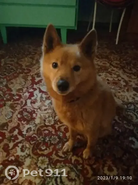 Пропала собака Рыжий, 86К-64, Уница - photo