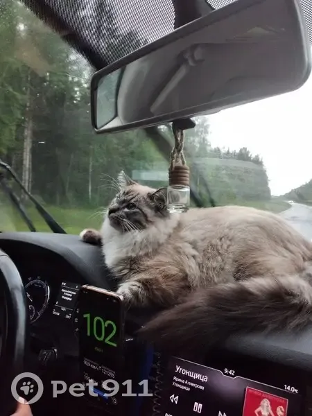 Пропала кошка на ул. Двинская, Архангельск - photo