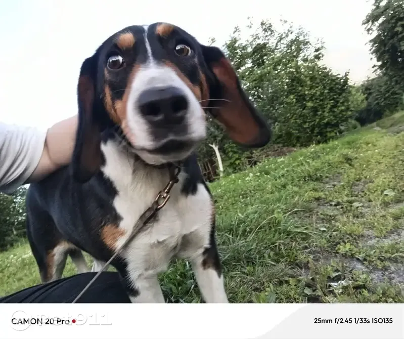 Пропала собака, Школьный пер., 2, Магнитный - photo